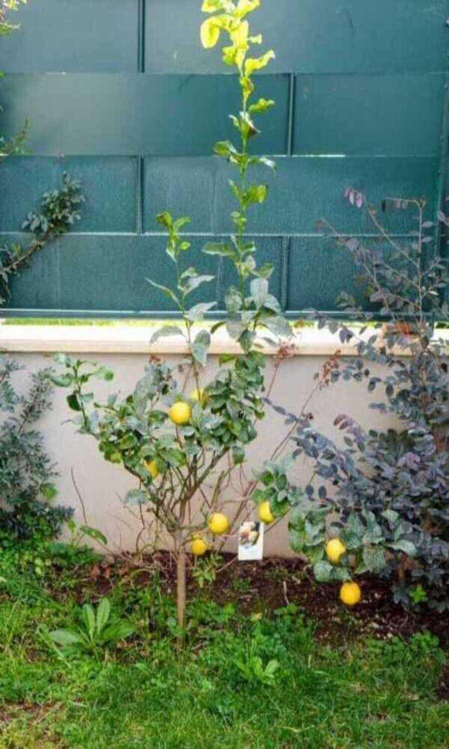 Il Giardino Di Limoni Villa Marino Luaran gambar